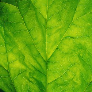 Energy Efficient Upgrades in Los Angeles, CA