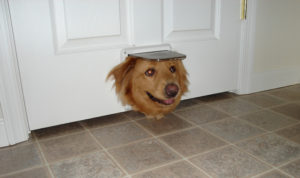 Everything You Need to Know About Installing a Pet Door in Your Home Everything You Need to Know About Installing a Pet Door in Your Home