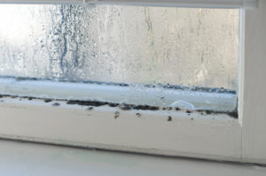 Do You Have Mold in Your Windows? Learn How to Get Rid of It and How to Prevent It 